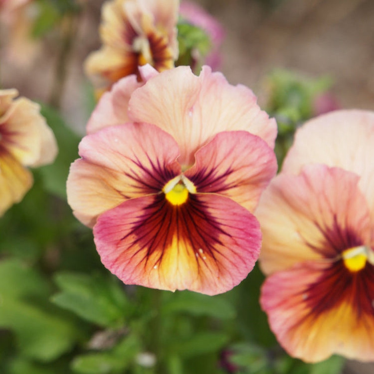 Viola Chianti Mixed Flower | X 30 Seeds
