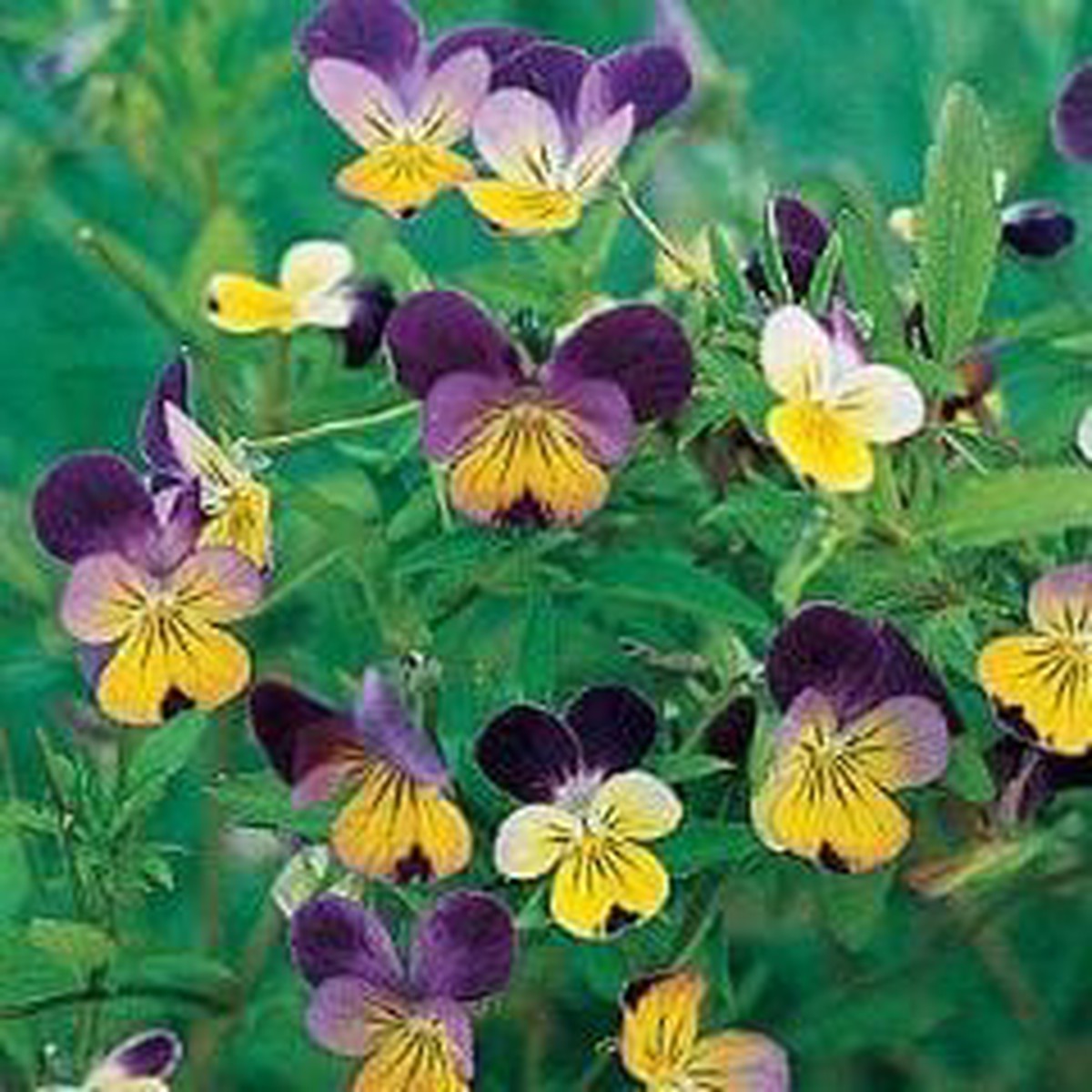 Viola Johnny-Jump Up - Burpee Seeds