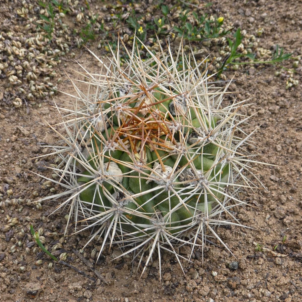 Weingartia chuquichuquinensis SEEDS