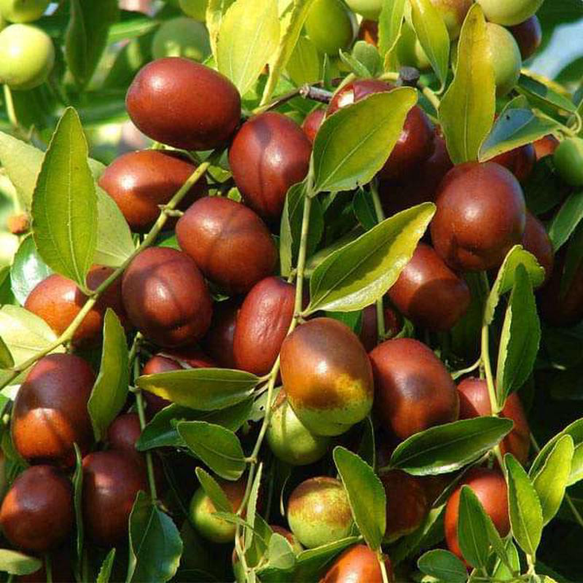 Ziziphus Jujuba Red Date Ber- 05 kg Seeds