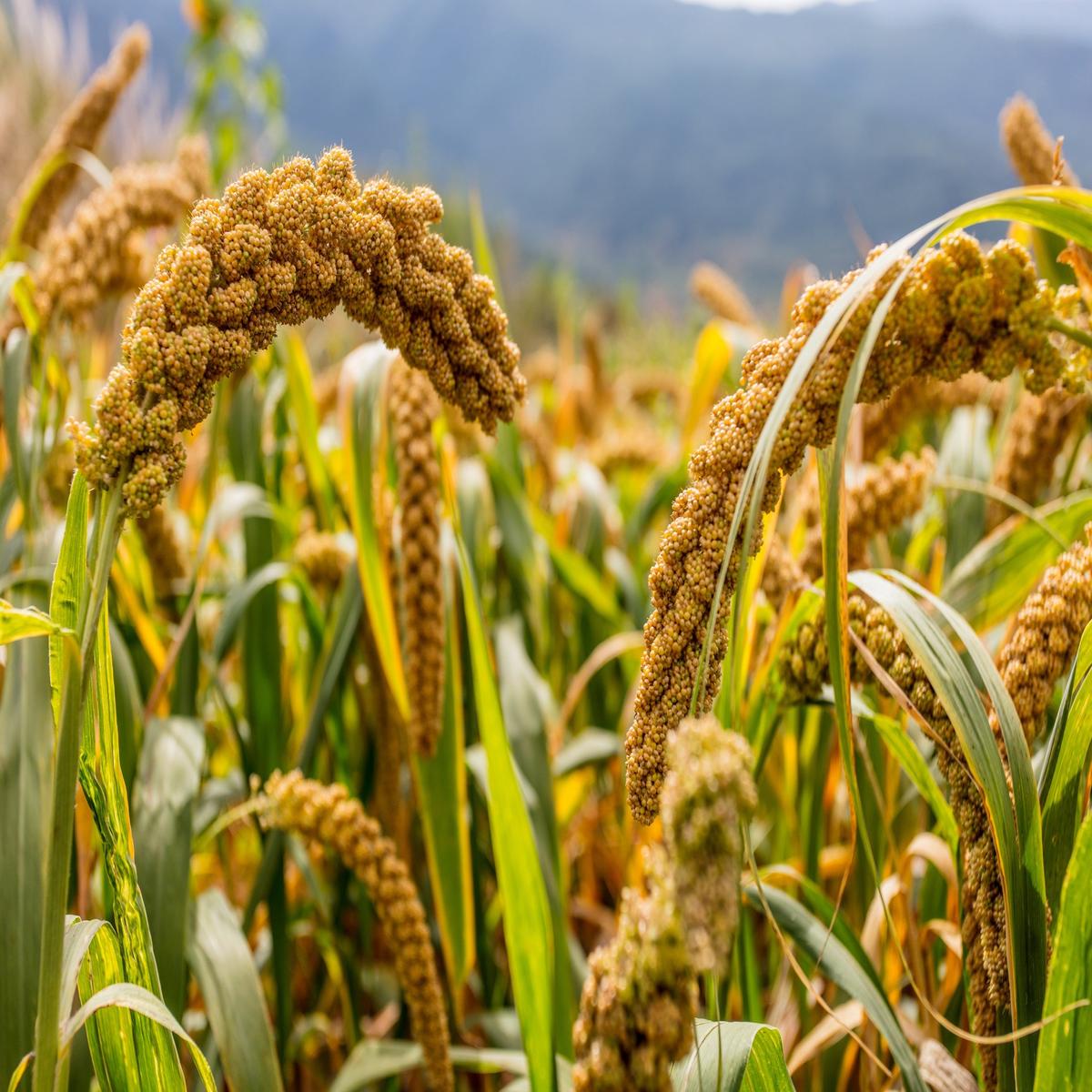 100 FOXTAIL MILLET Setaria Italica Ornamental Grass Flower Seeds