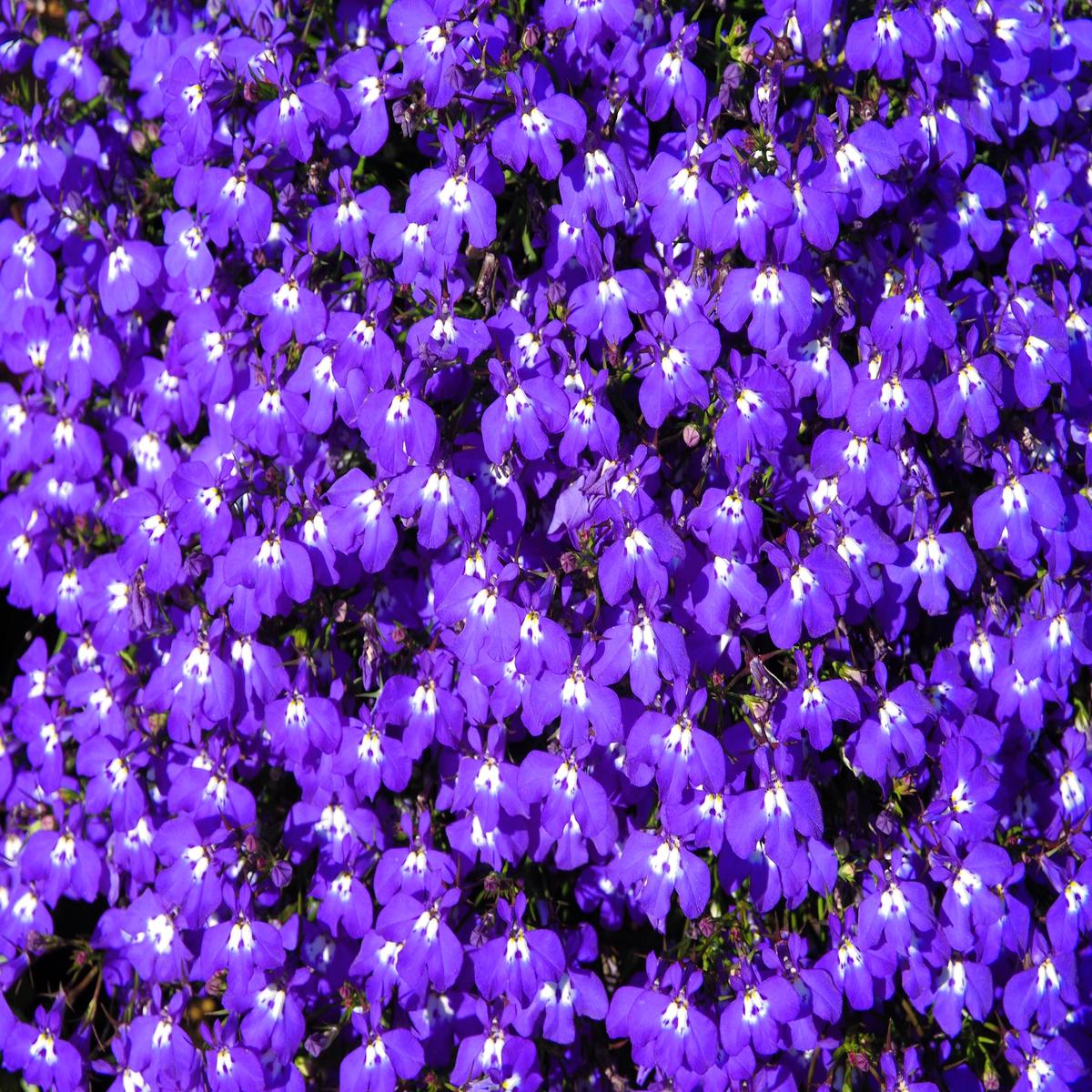 200 Lavender & White MRS CLIBRAN LOBELIA Erinus Flower Seeds