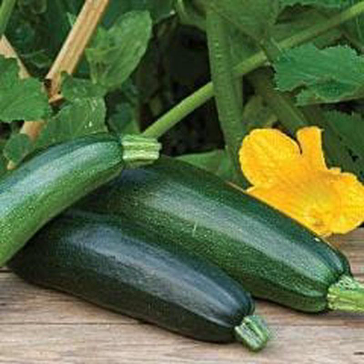 Zucchini Fordhook 8211 Burpee Seeds