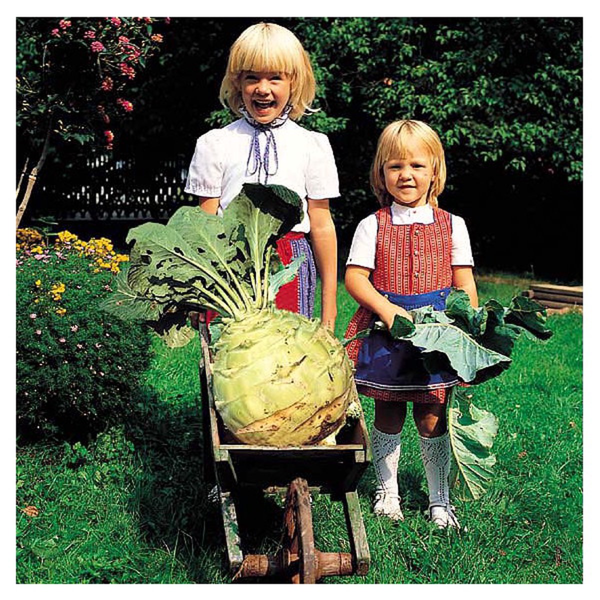 Worlds Largest Kohlrabi 20 Seeds 60+lb