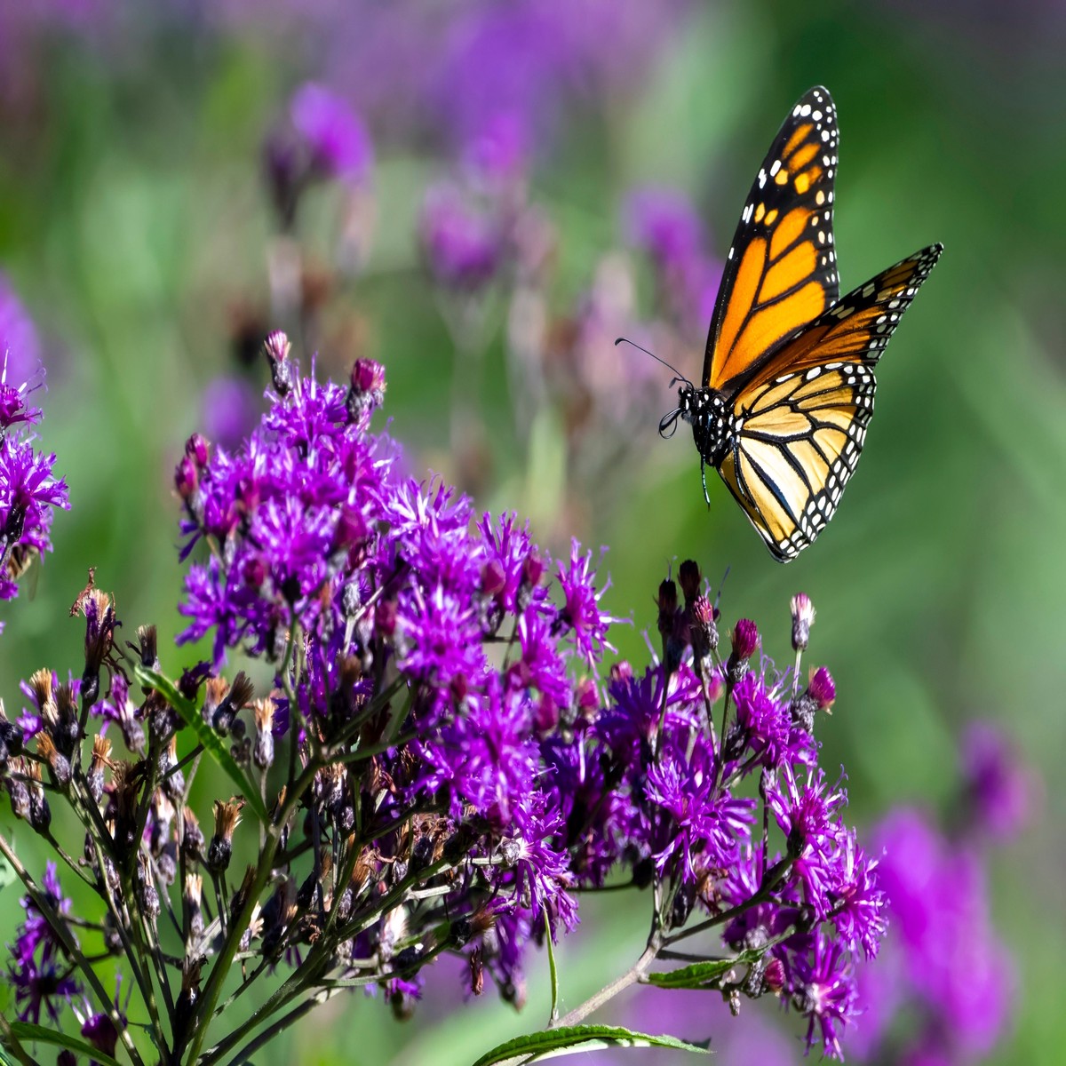 100 MISSOURI IRONWEED Monarch Flower Native Purple Vernonia Missurica Seeds