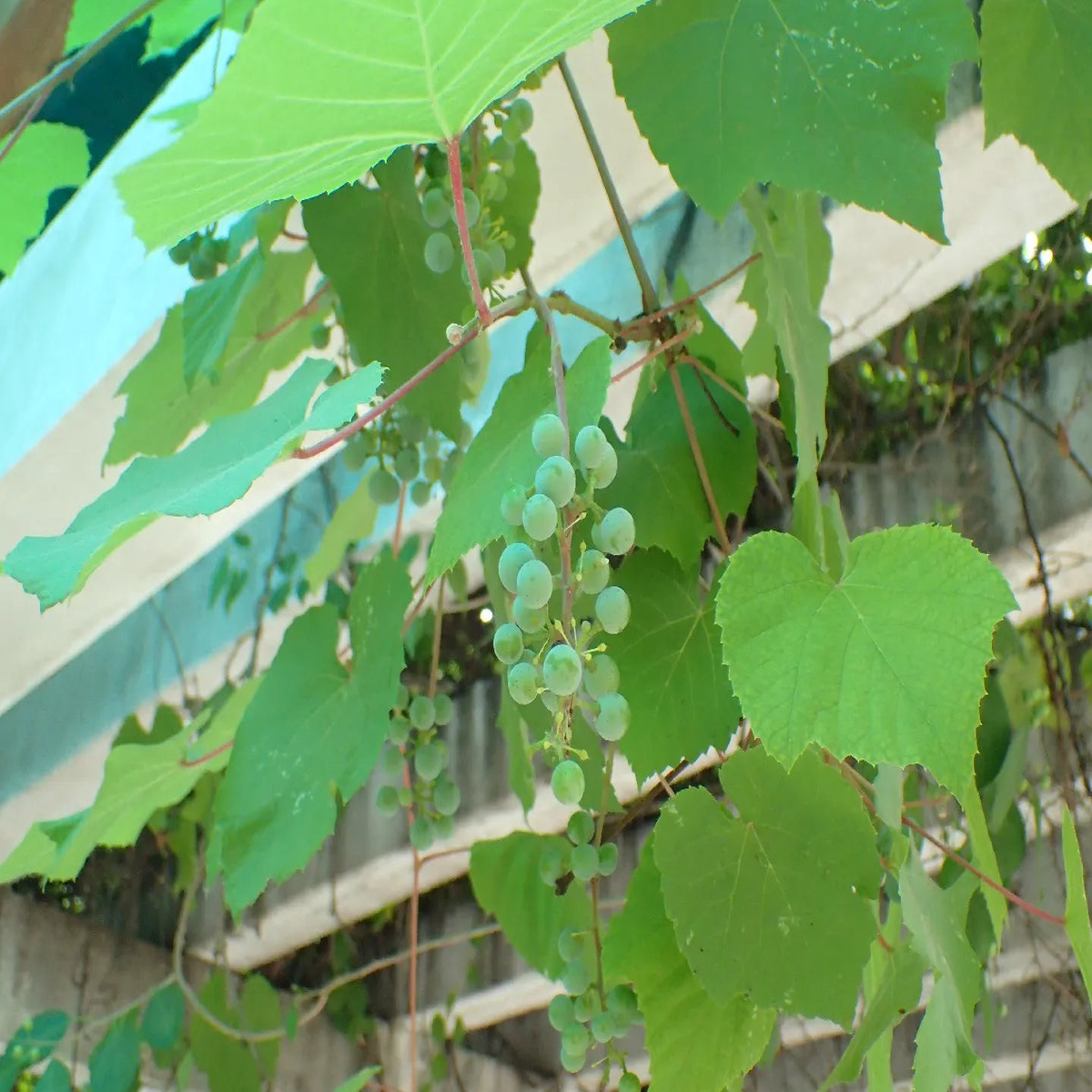 Yellow Vitis Amurensis Planting Seeds