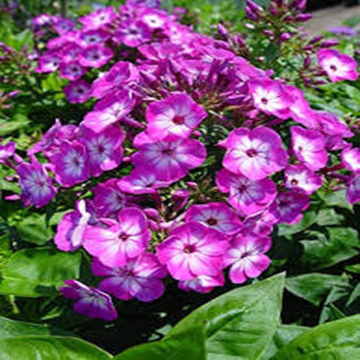100+ Purple Volcano Phlox Seeds Vibrant Cluster Blooms for Garden Planting, Fragrant Perennials for Borders & Pollinators USA