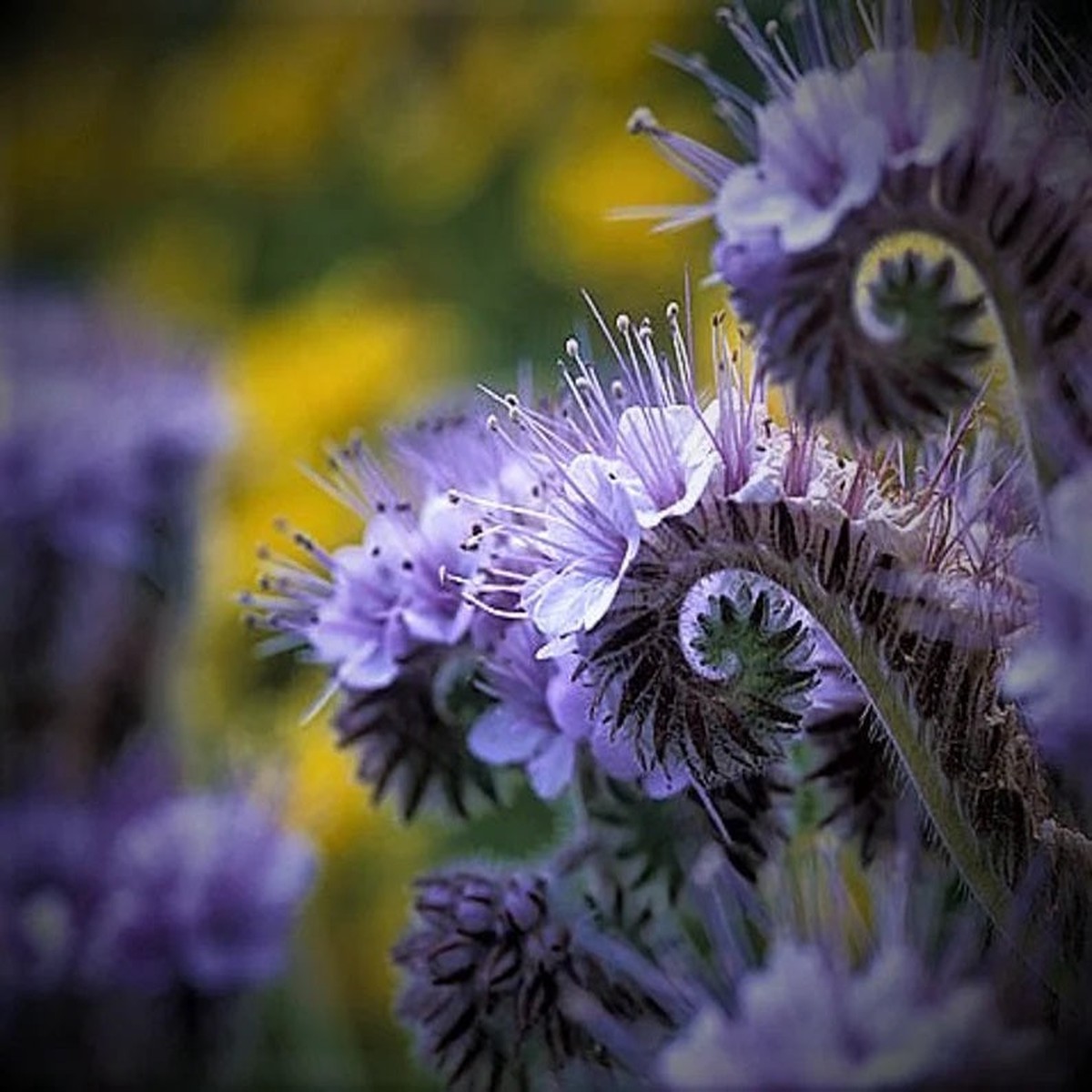 200 Lacy Phacelia Flower Seeds