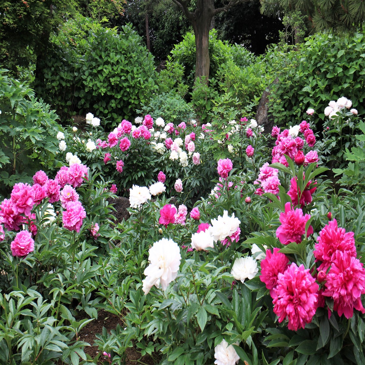 10 TREE PEONY Mountain Paeony PaeoniaSuffruticosaArborea Mixed Colors Red Pink White Purple Yellow Bicolor Flower Shrub Seeds