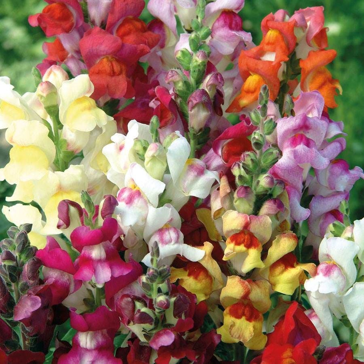 Circus Clowns Snapdragon Seeds