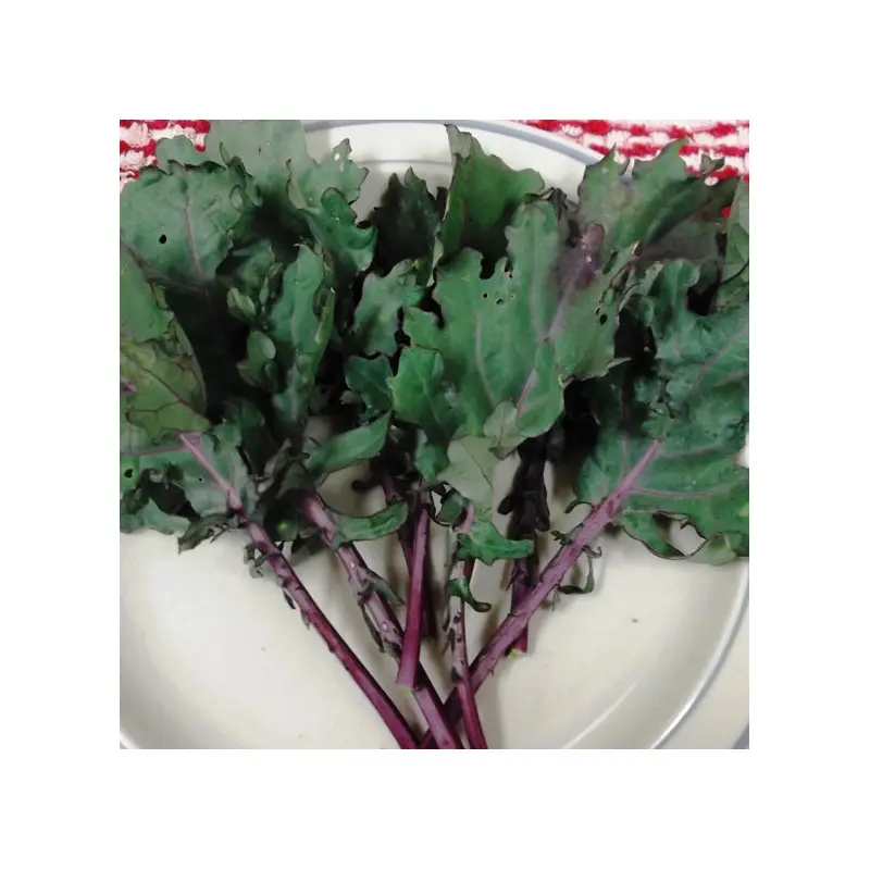 Wetsel Seed Microgreen Kale Red Russian Seed