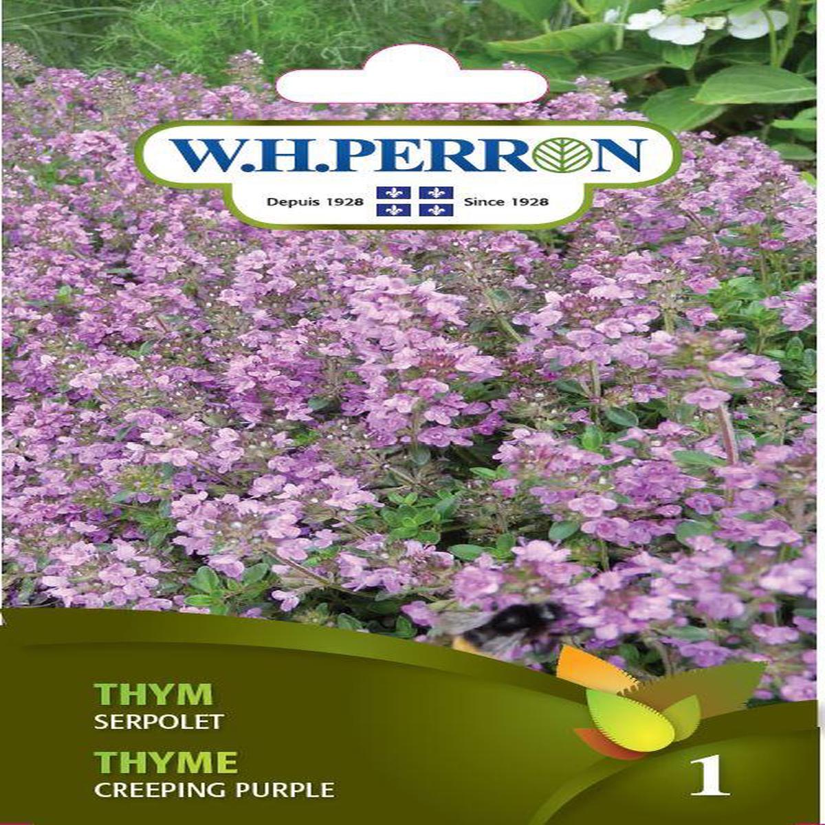 Wild thyme seeds
