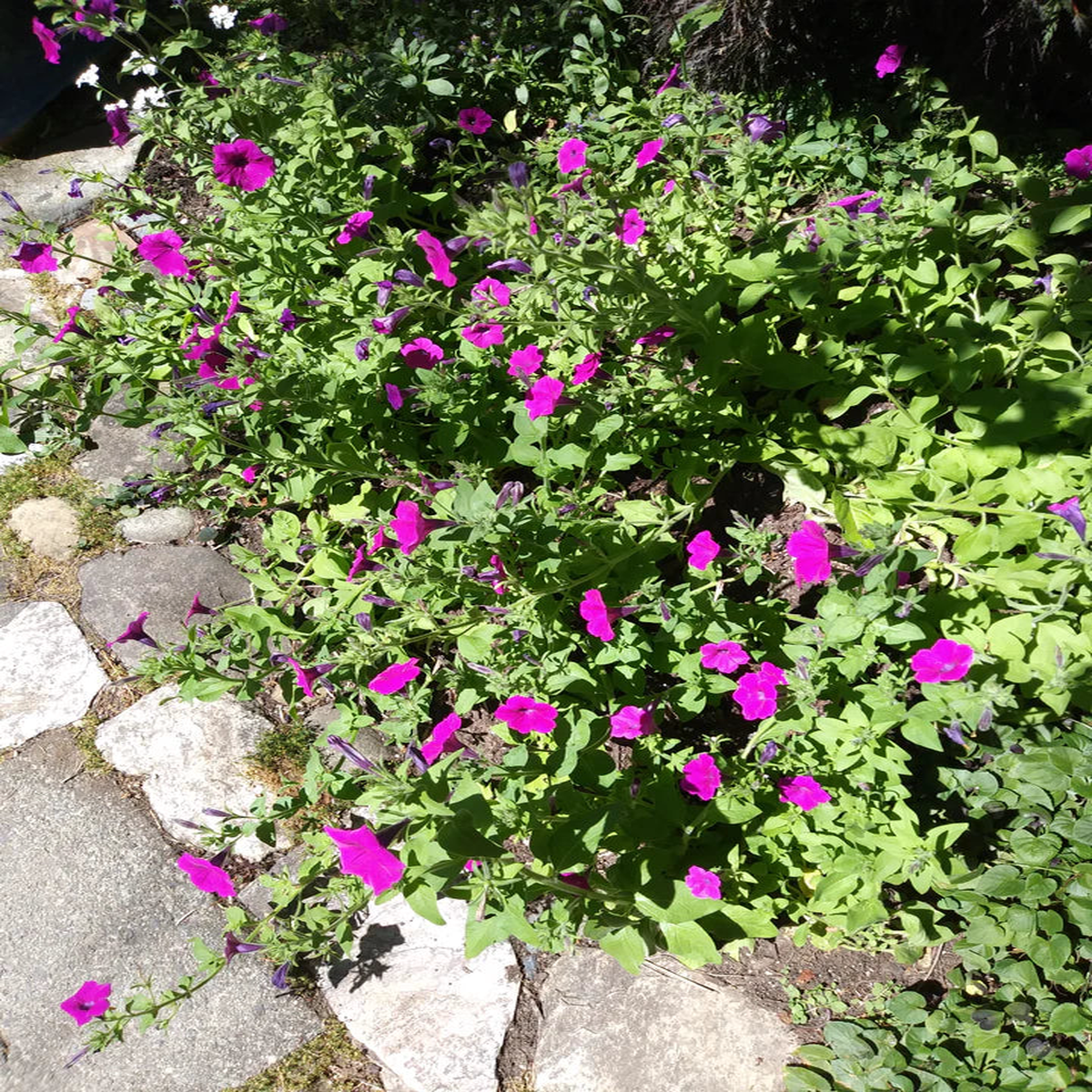 Wild Petunia - Eagleridge Seeds