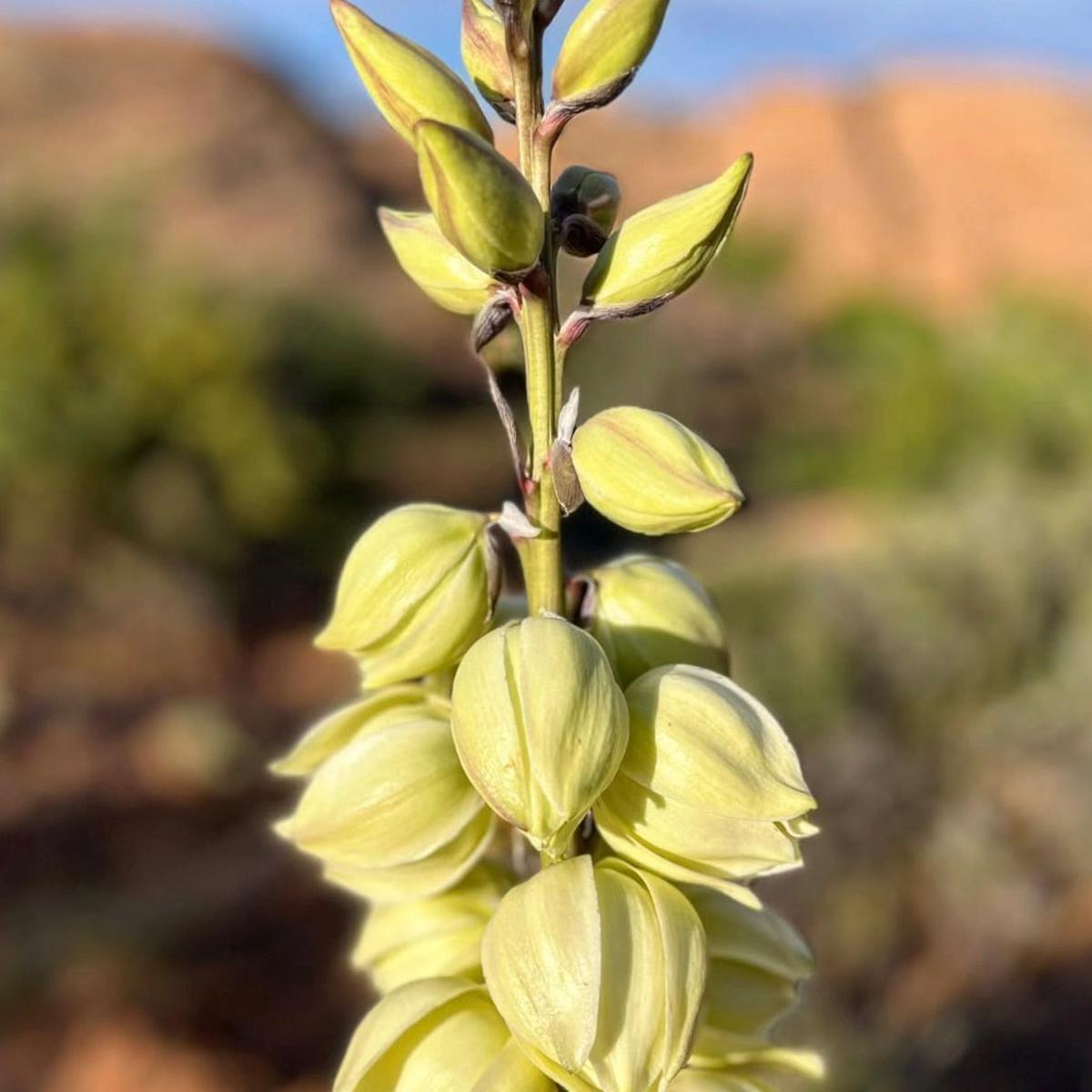 Yucca harimaniae SEEDS