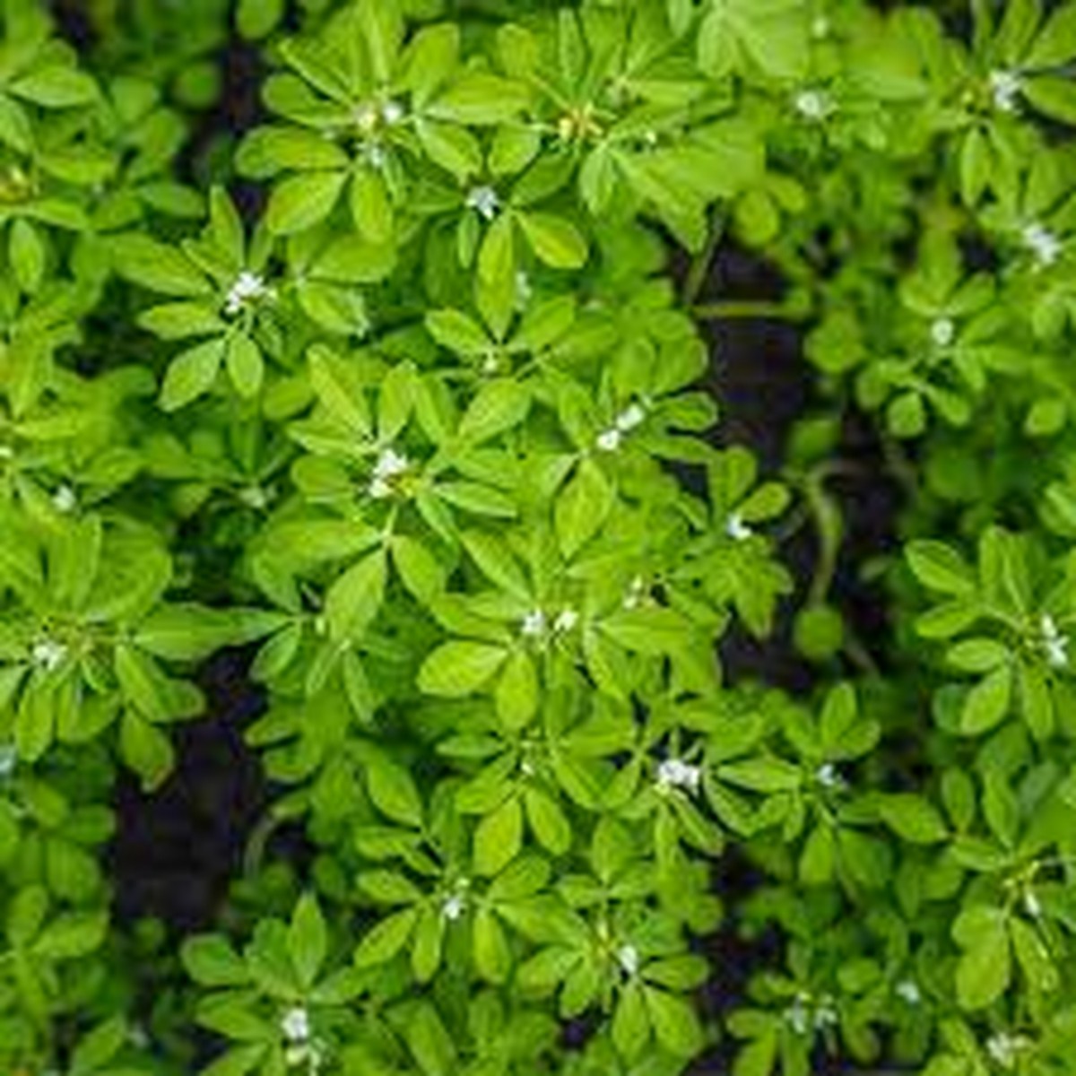 100 Fenugreek Herb Seeds Trigonella foenum-graecum Aromatic Culinary Herb, Fast-Growing, Non-GMO, Easy to Grow