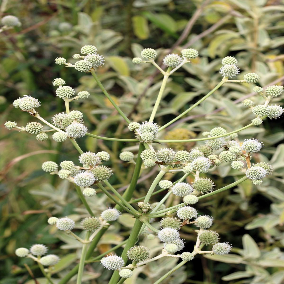 200 RATTLESNAKE MASTER / Button Snakeroot Eryngium Yuccifolium Flower Seeds
