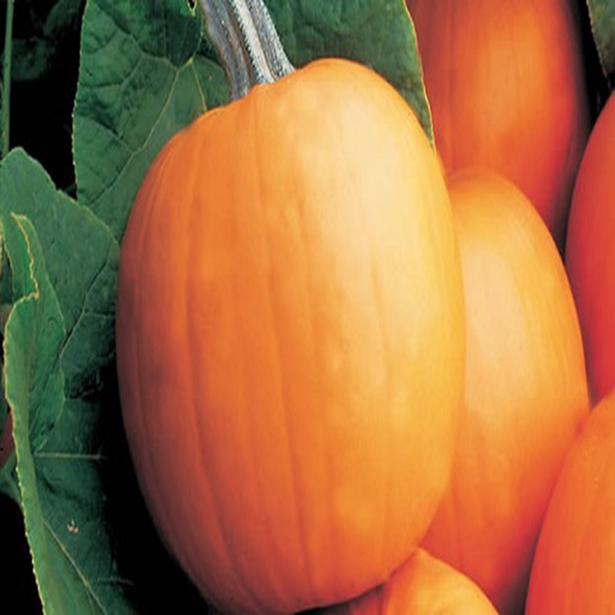 'Orange Smoothie' Pumpkin - 10 Seeds