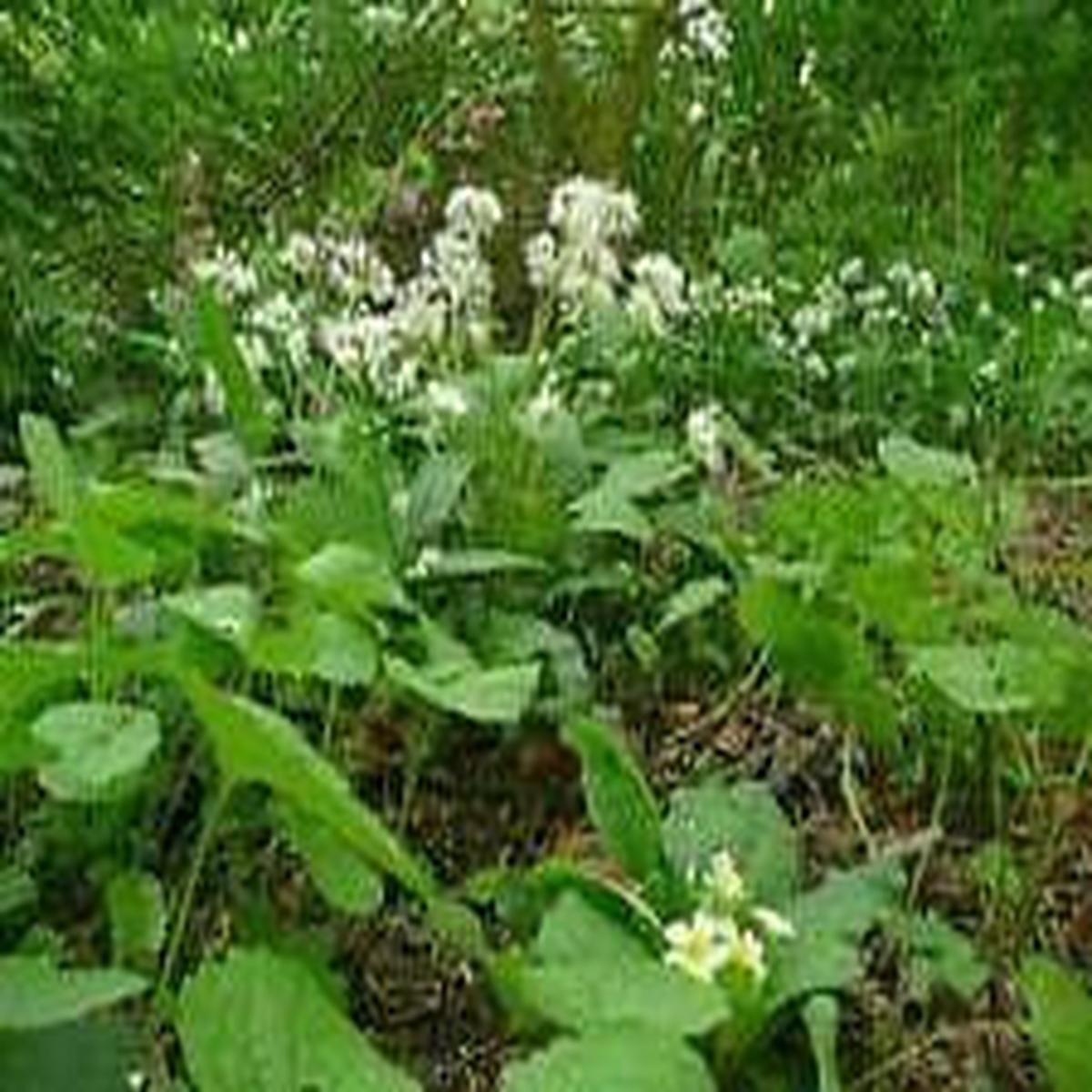 Wild Flower Mixture Woodlands Seeds