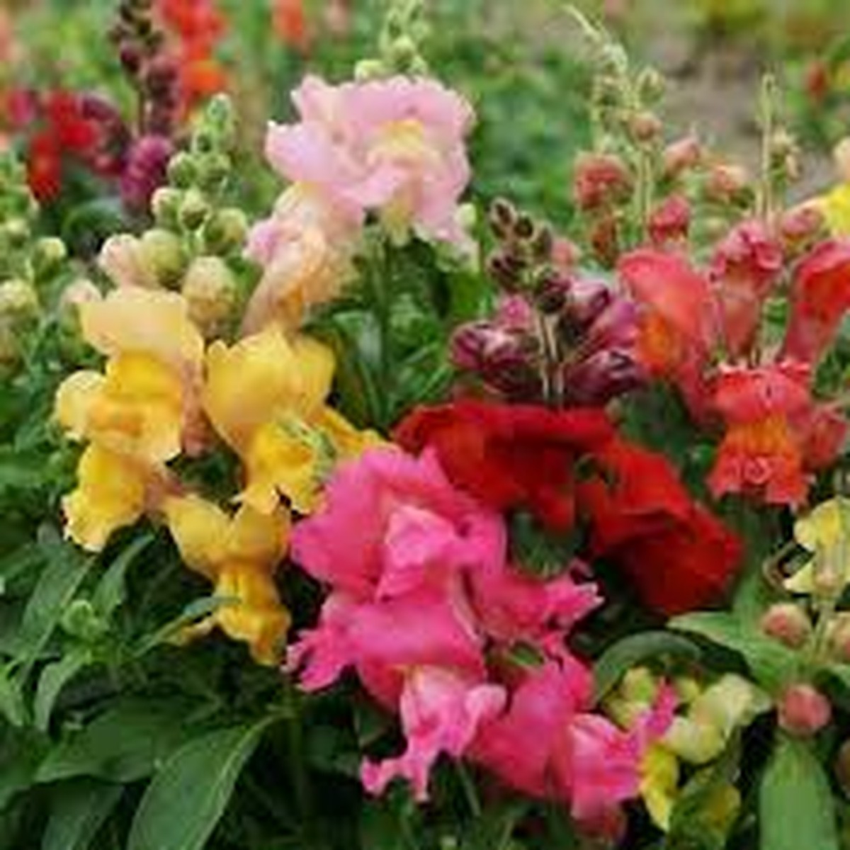 1000 Seeds Snapdragon MAGIC CARPET Mix Multicolored Blooms, Non-GMO, Butterflies, Antirrhinum Majus, Flowering Plants, Garden, Perennial