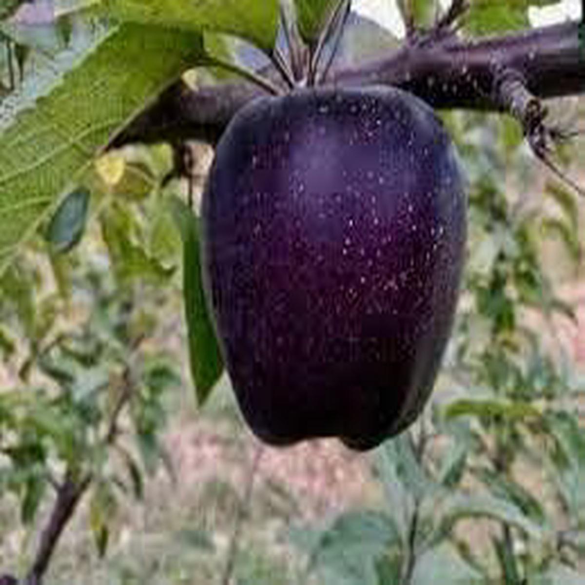 Black Apple Fruit Seeds for Planting Non-GMO, Heirloom, Unique Varieties, Sweet & Juicy for Home Orchards