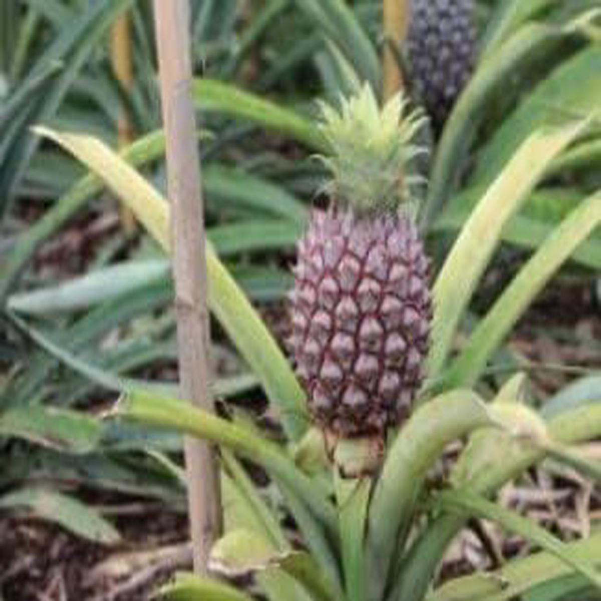 Black Pineapple Fruit Seeds for Cultivation Heirloom & Non-GMO Seeds for Sweet Tropical Home Garden
