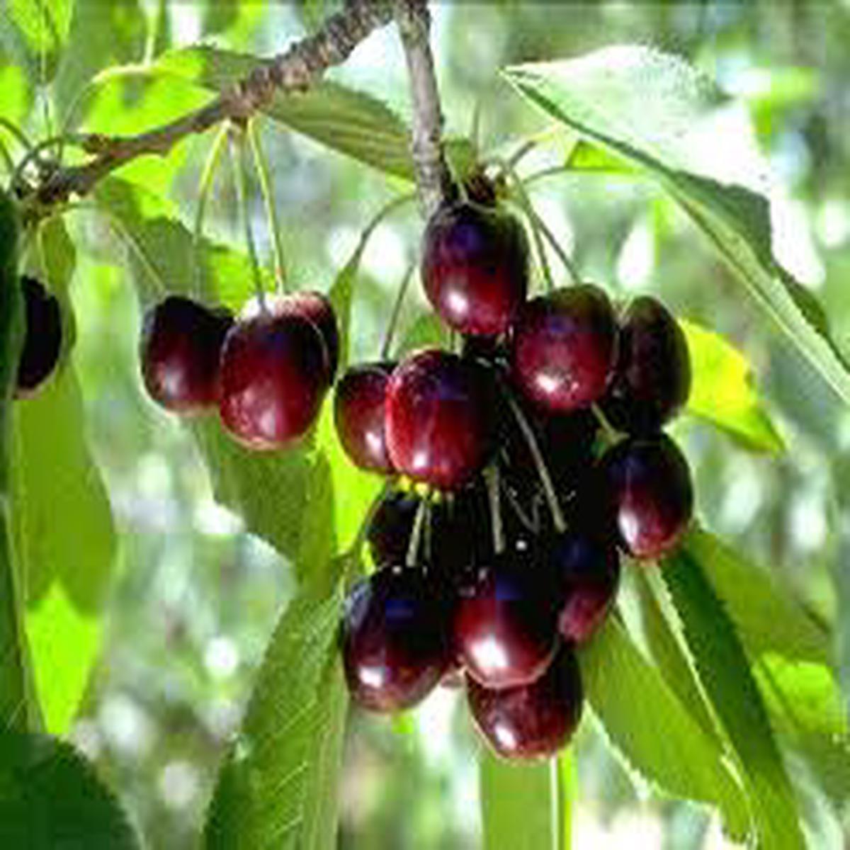 Black Tartarian Sweet Cherry Fruit Seeds for Planting  Juicy, Heirloom, High Germination, Non-GMO Organic Garden Seeds