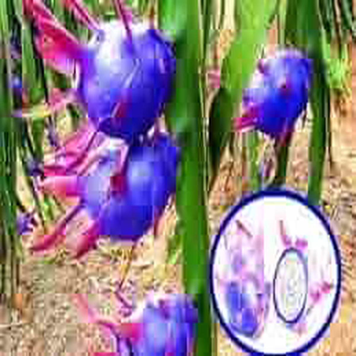 Blue Pitaya Fruit Seeds for Planting Mixed Varieties, Heirloom & Non-GMO Seeds for Colorful Home Gardens
