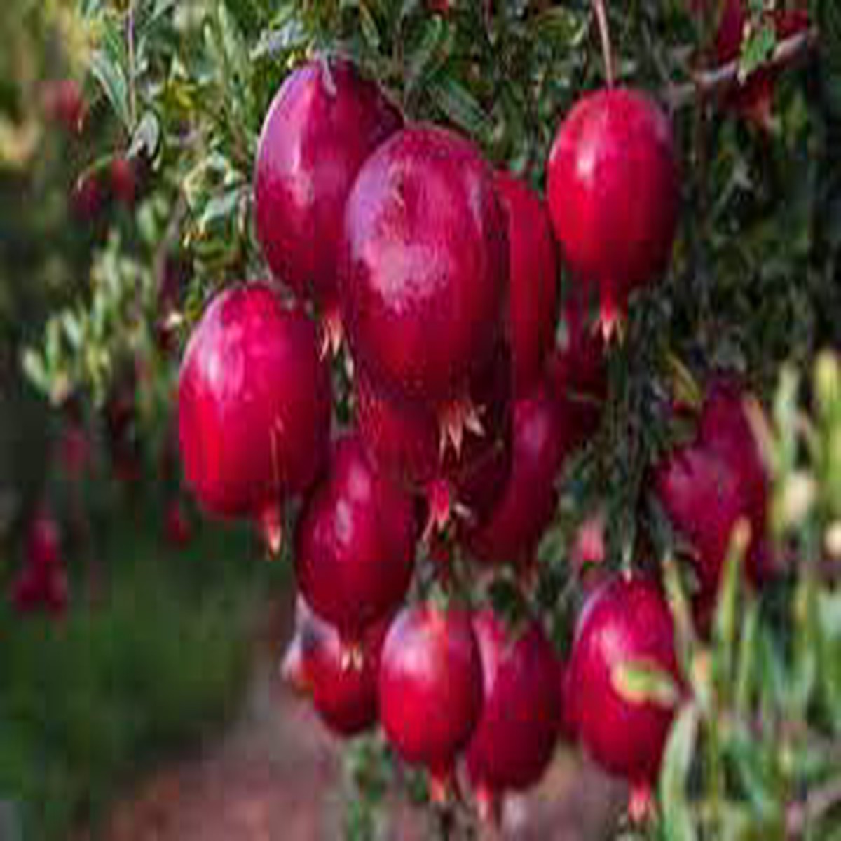 Burgundy Pomegranate Fruit Seeds Super Juicy, Soft-Seed Variety with Vibrant Color