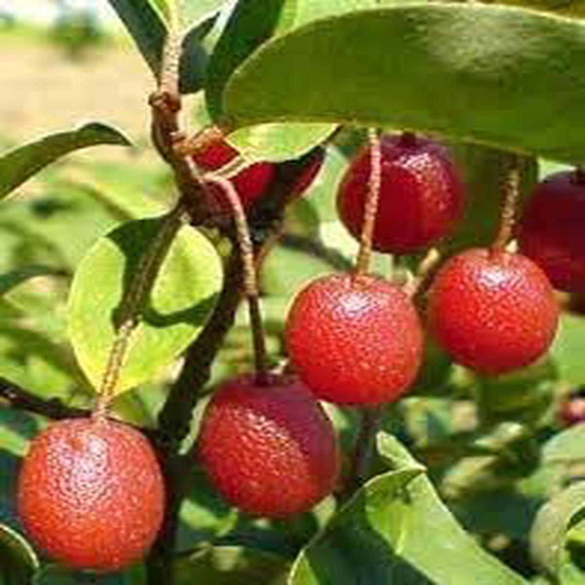 GOUMI Berry Fruit Seeds for Planting Heirloom Non-GMO, High Germination Organic Garden Seeds