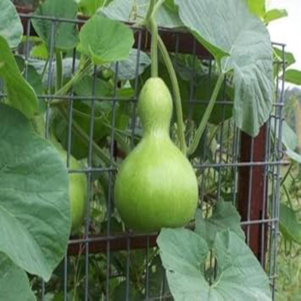 Green Lagenaria Siceraria Plant Seeds for Planting  Heirloom Non-GMO High Germination Organic Garden Seeds