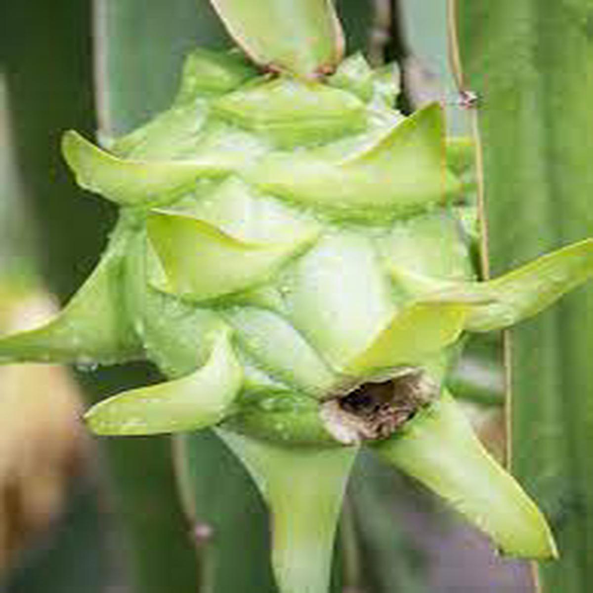 Green Pitaya Fruit Seeds for Planting Easy-to-Grow Exotic Dragon Fruit for Home Gardening
