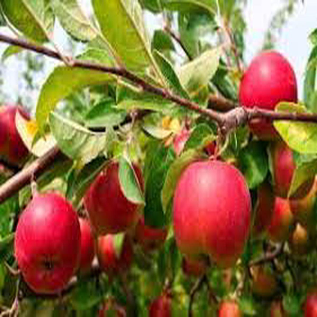Japanese Fuji Apple Fruit Seeds for Planting Grow Crisp, Sweet Apples, Heirloom & Non-GMO, High Germination