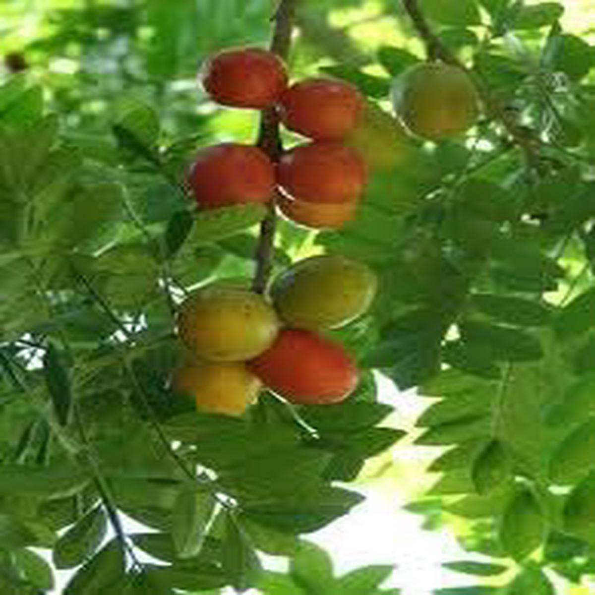Kumquat Orange Fruit Seeds for Planting Red Variety, Heirloom, Non-GMO, High Germination Organic Garden Seeds for Home Gardens