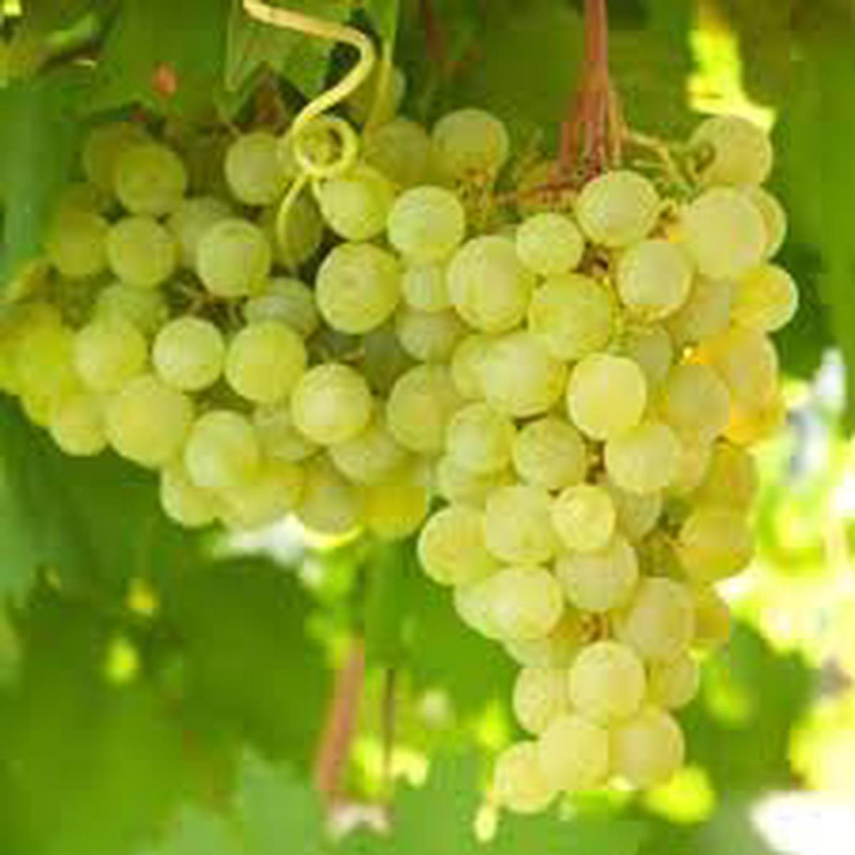 Lakemont Grape Fruit Seeds  Heirloom & Non-GMO Seeds for Planting Unique White Grapes in Your Garden