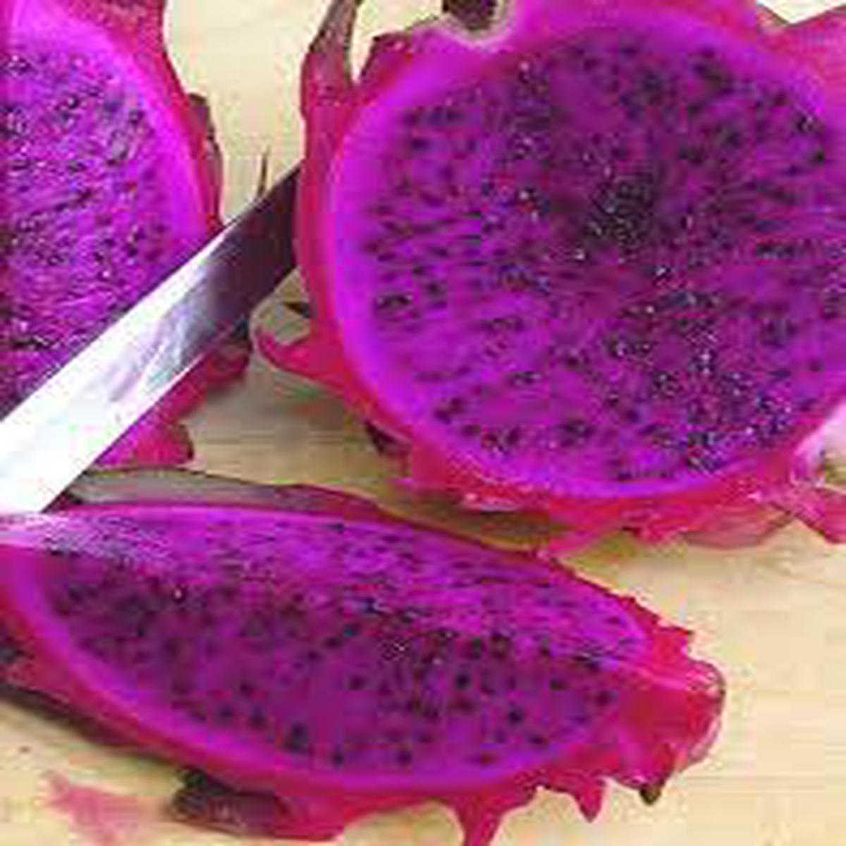 Pitaya (Dragon Fruit) Seeds for Planting Purple Variety, Heirloom & Non-GMO, Vibrant & Easy to Grow