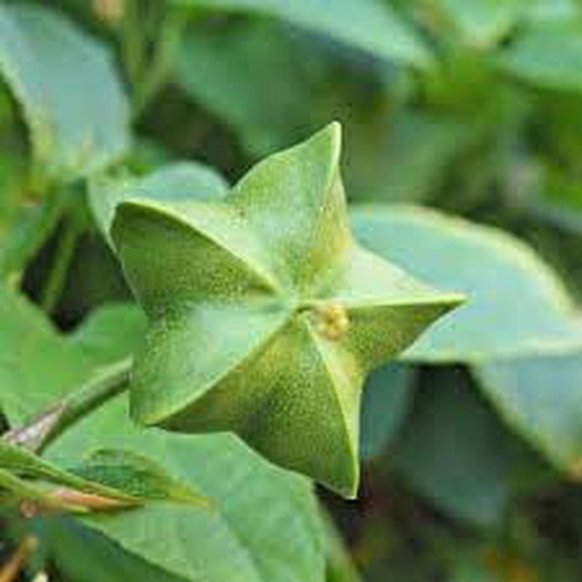 Plukenetia Seeds  Grow Nutritious & Hardy Trees