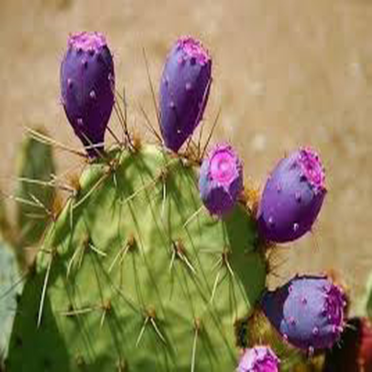 Purple Prickly Pear Cactus Plant Seeds for Planting Heirloom & Non-GMO Seeds for Home Garden