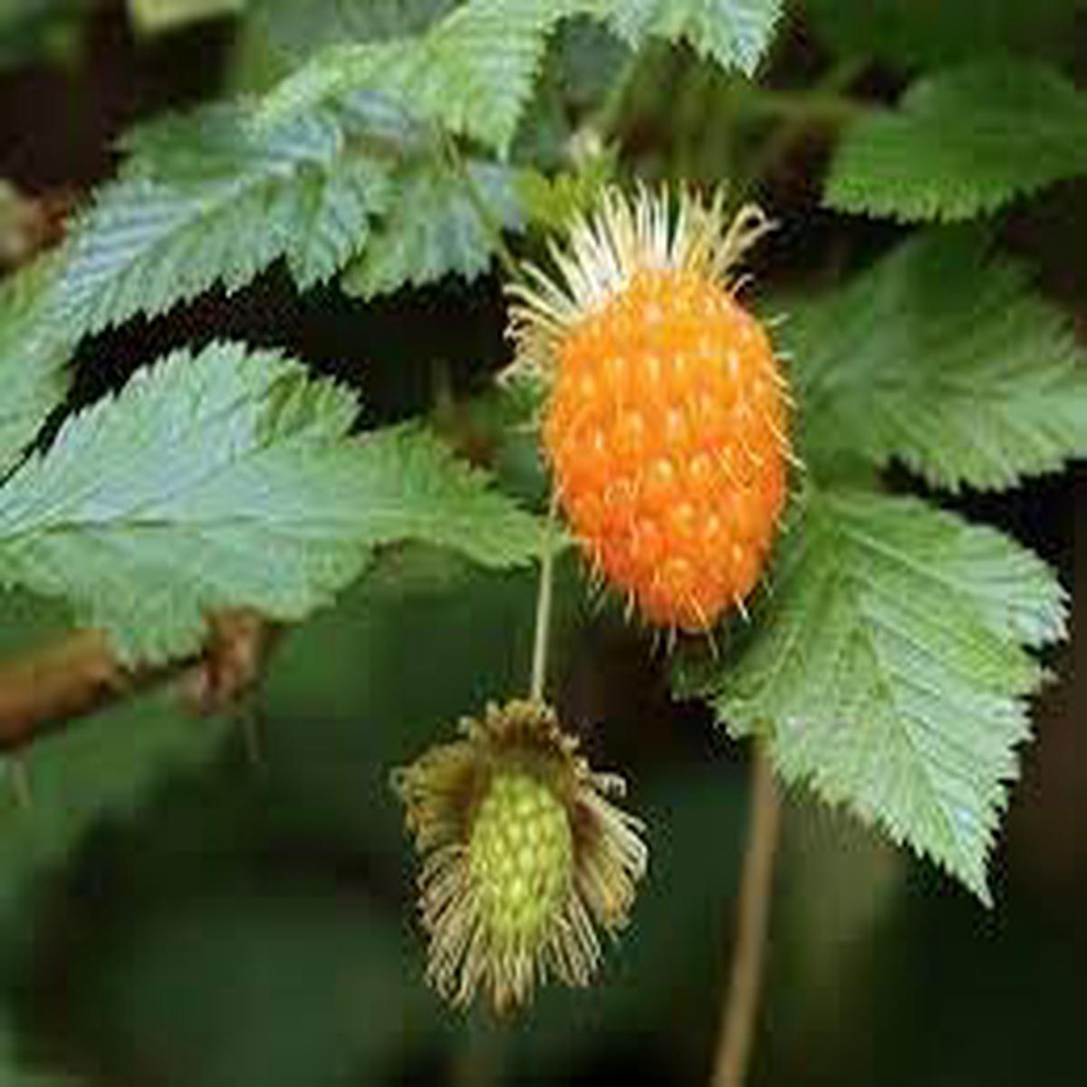 Salmonberry Fruit Seeds Heirloom, Non-GMO, High Germination Organic Garden Seeds