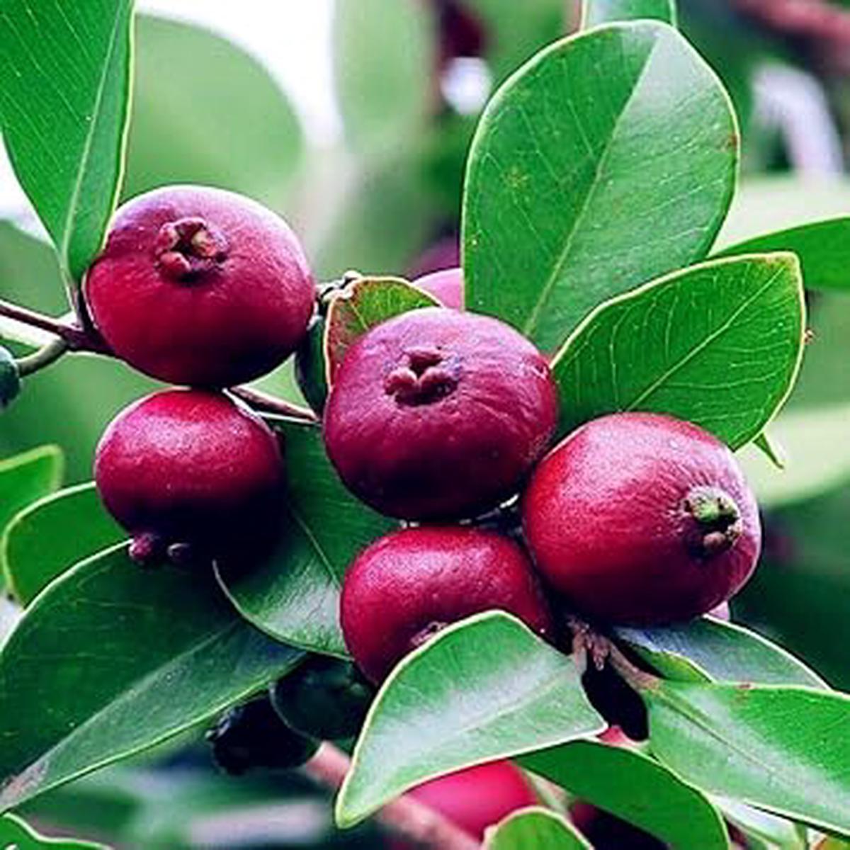 Strawberry Guava Fruit Seeds for Planting Heirloom Non-GMO High Germination Organic Garden Seeds