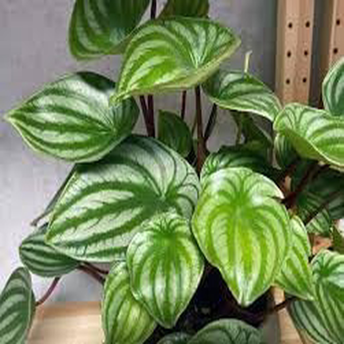 Watermelon Peperomia Plant Seeds for Planting Heirloom, Non-GMO, High Germination Organic Garden Seeds for Unique, Decorative Foliage