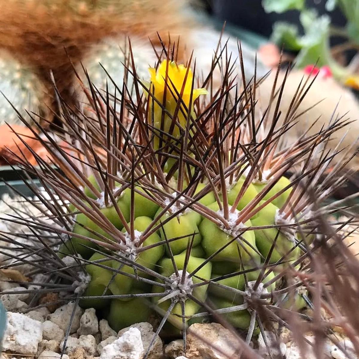 Weingartia cintiensis SEEDS