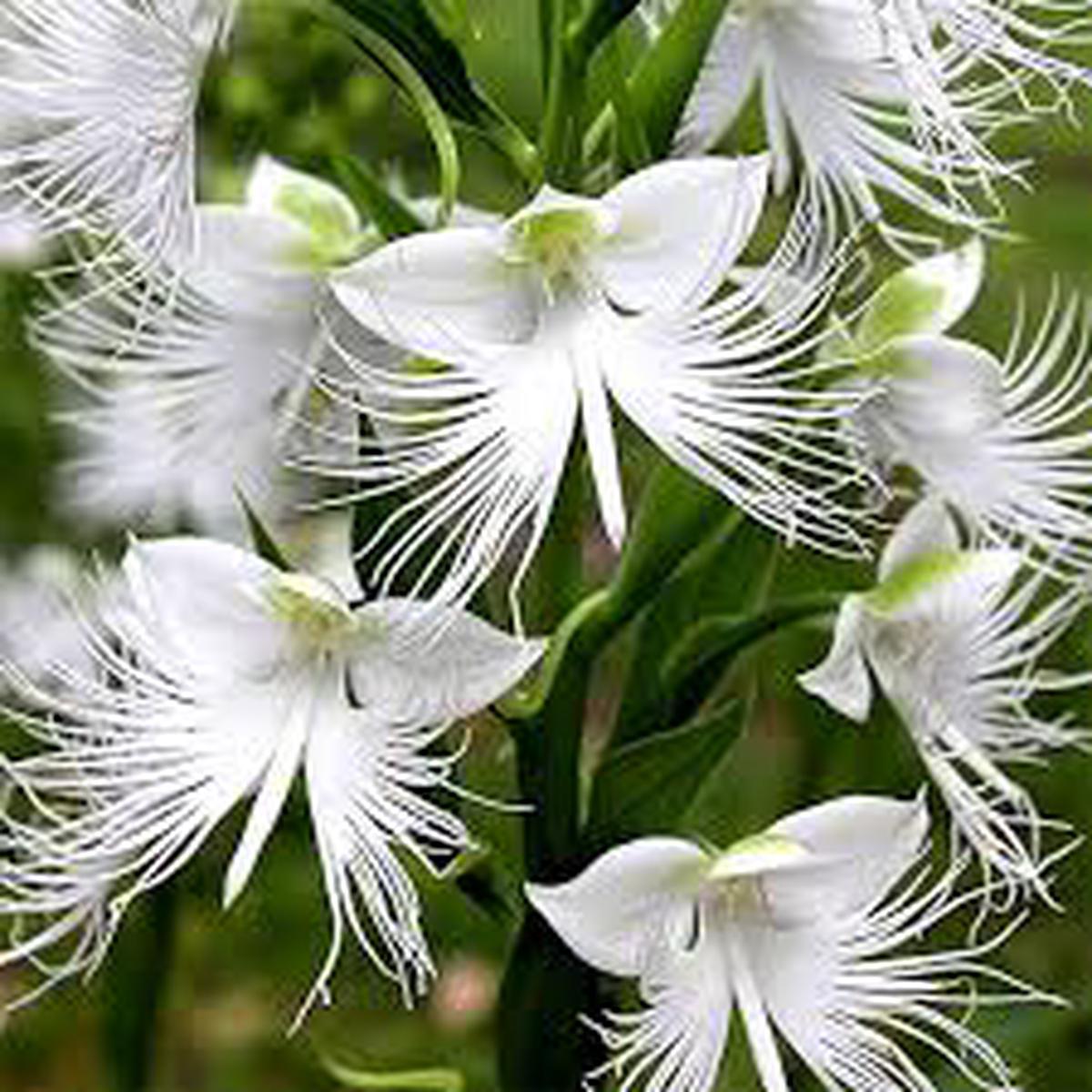 White Egret Flower Seeds for Easy Planting