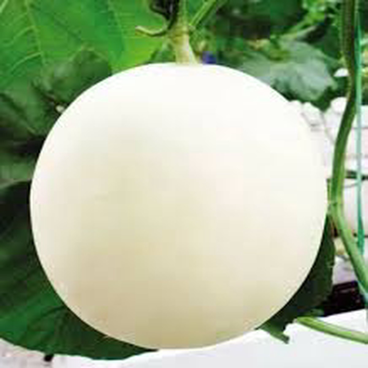 White Muskmelon Fruit Seeds Sweet & Refreshing Muskmelon, Heirloom & Non-GMO Seeds for Home Garden