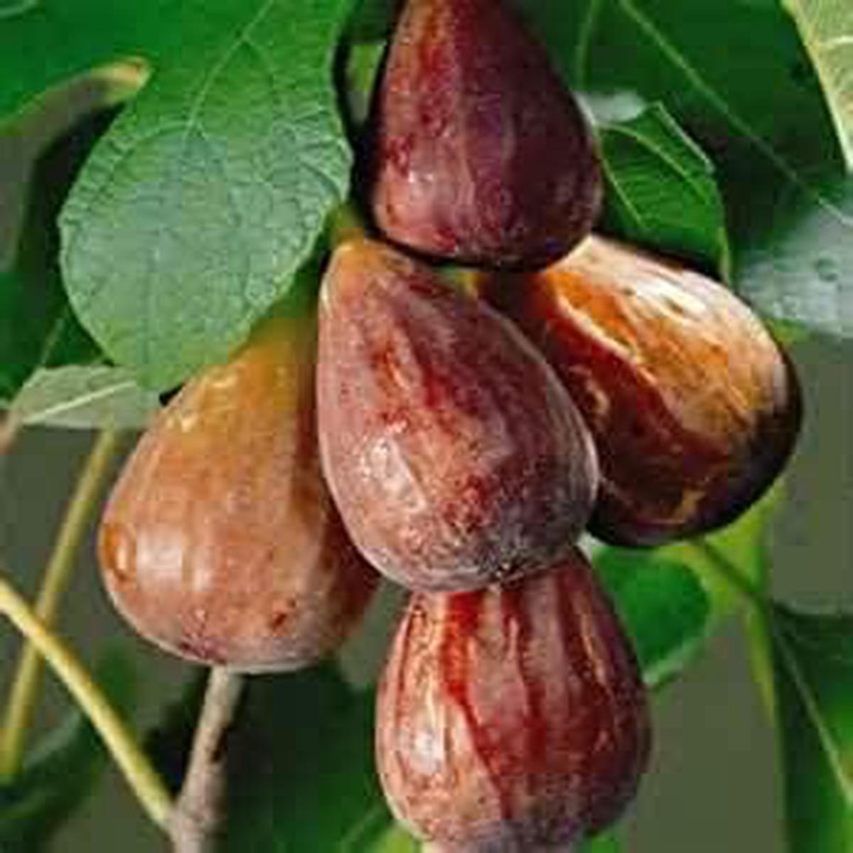 40pcs Brown Turkish Fruit Seeds for Planting | Heirloom Non-GMO Organic Seeds for Unique Turkish Fruits