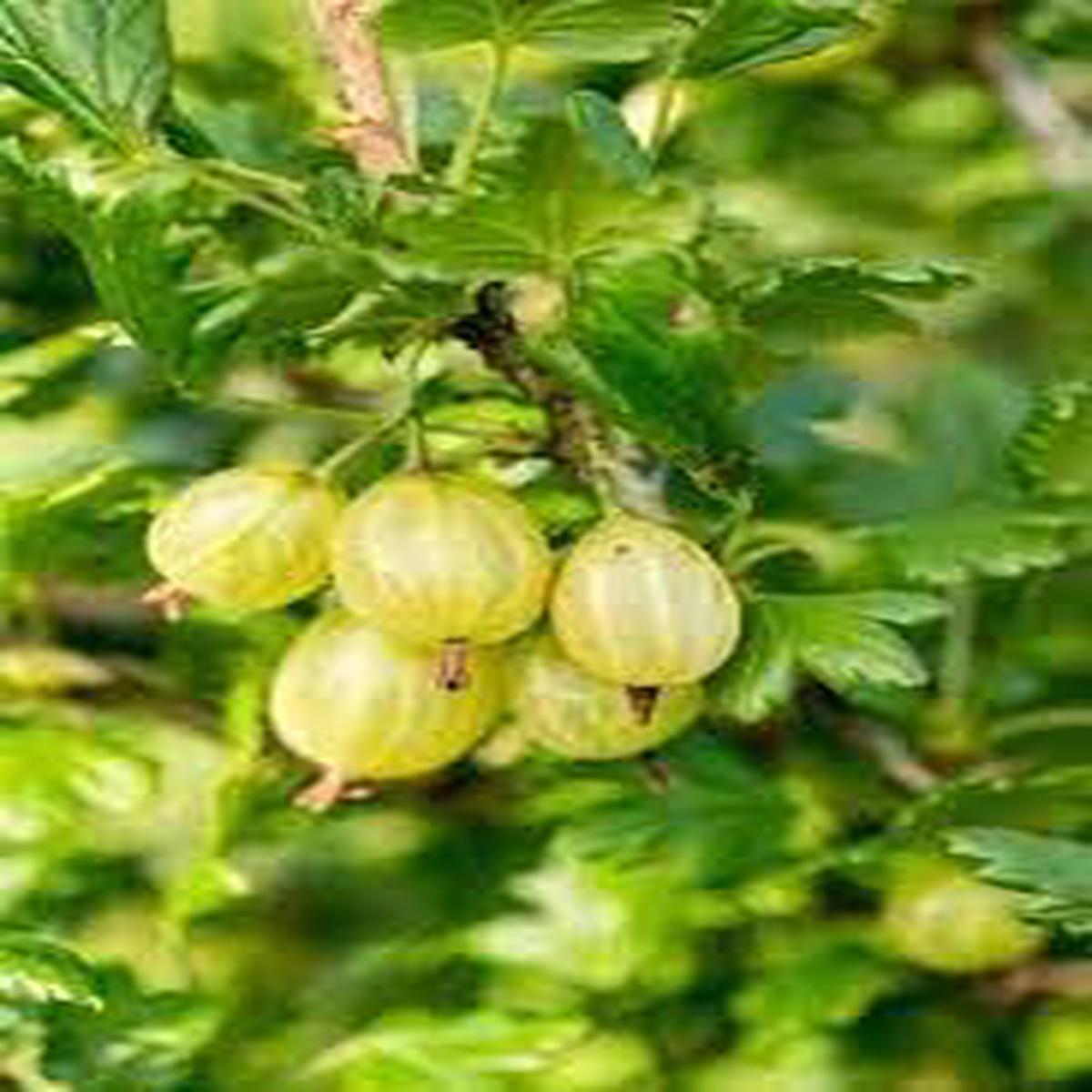 American Gooseberry Fruit Seeds (Ribes hirtellum)  Tangy, Nutritious Berries for Your Garden, Heirloom & Non-GMO