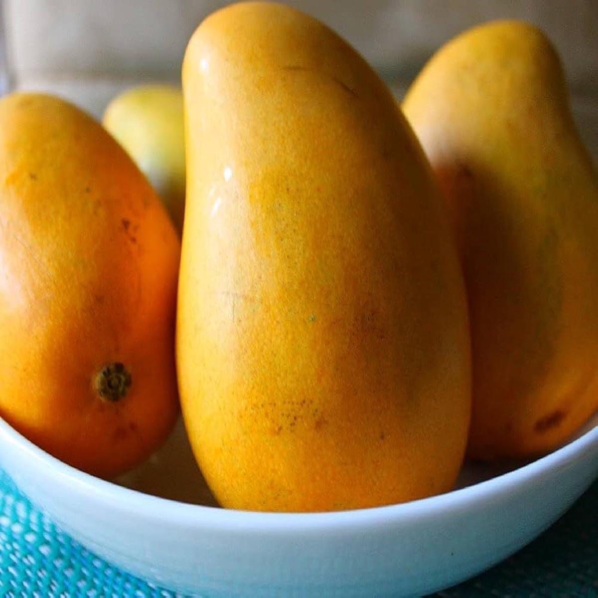 Ataulfo Mango Fruit Seeds for Planting  Organic, High-Yield, Easy to Grow, Heirloom seeds