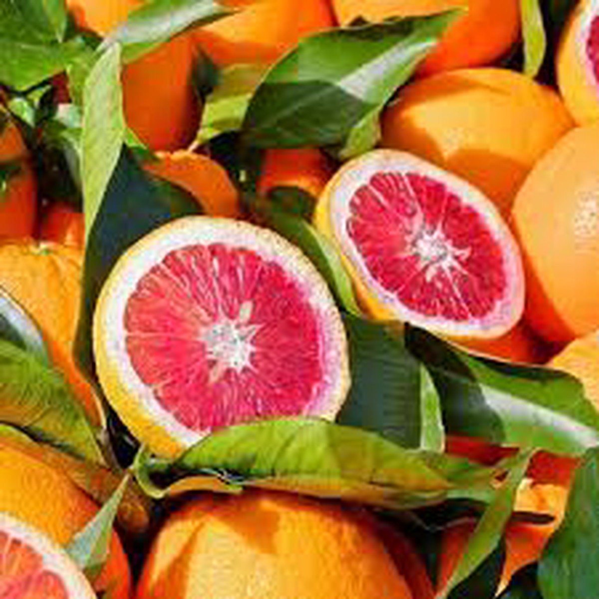 Blood Orange Fruit Seeds for Planting Fast-Growing, Vitamin C Rich, Juicy Trees, Heirloom & Non-GMO Seeds