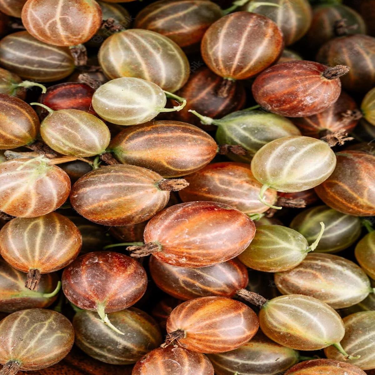 Brown Gooseberry Fruit Seeds for Planting Heirloom, Non-GMO Seeds Rich in Vitamin C