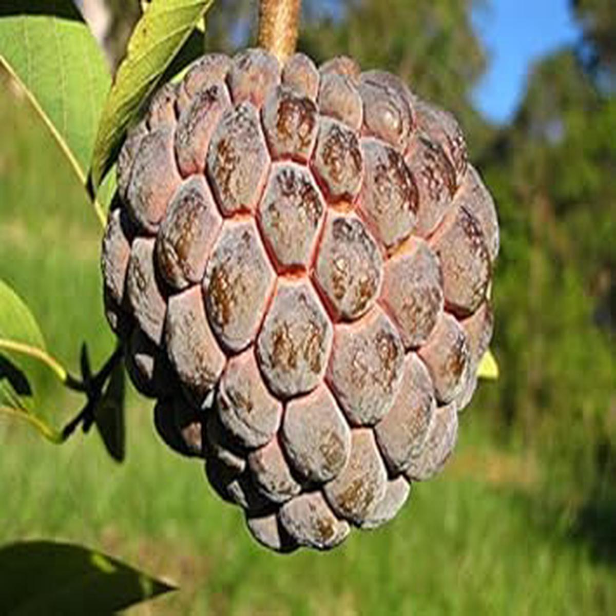 Brown Soursop Fruit Seeds for Planting Unique Variety, Heirloom, Non-GMO, High Germination Organic Garden Seeds