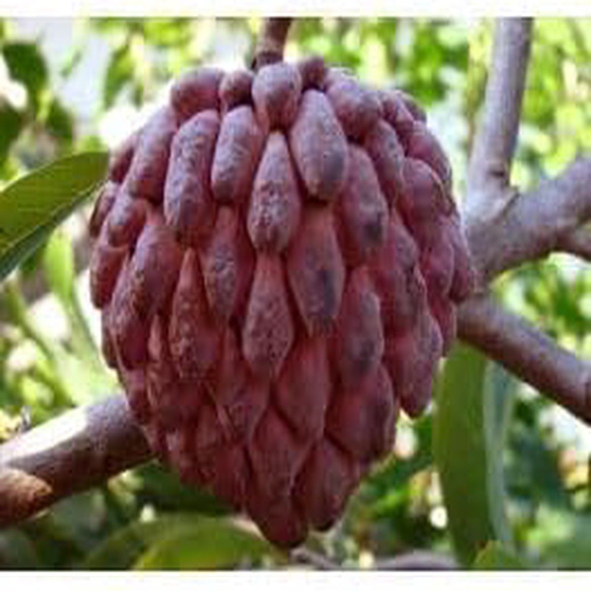 Chirimoya Roja Fruit Seed Set | Grow Sweet, Unique Tropical Fruits